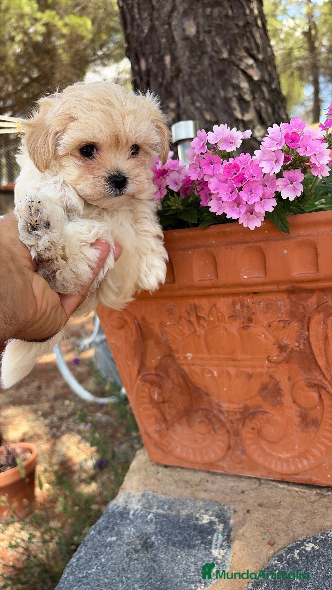 Maltipoo perros Maltipoo mini toy disponible  - Anuncio 1