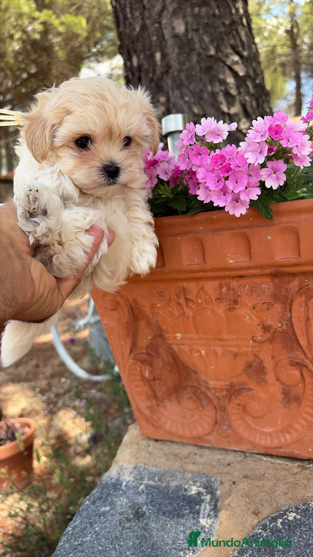 Maltipoo perros en venta: Maltipoo mini toy disponible  - Anuncio 1