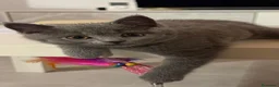 Británico de Pelo Corto Azul gatos en venta: Britanico pelo corto azul - Anuncio 7