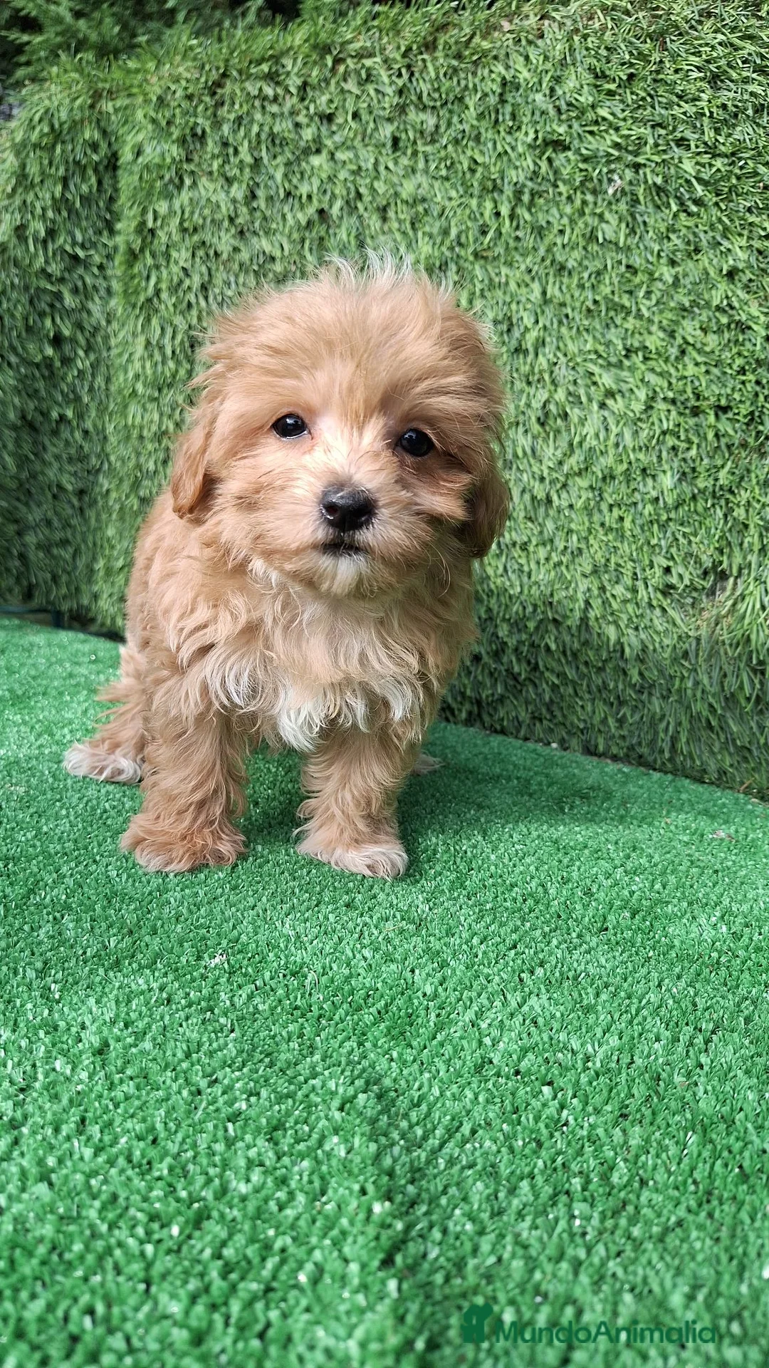 Maltipoo perros en venta: Maltipoo  - Anuncio 2