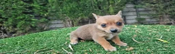 Raza Mixta perros en venta: Cachorritos mini toy  - Anuncio 4