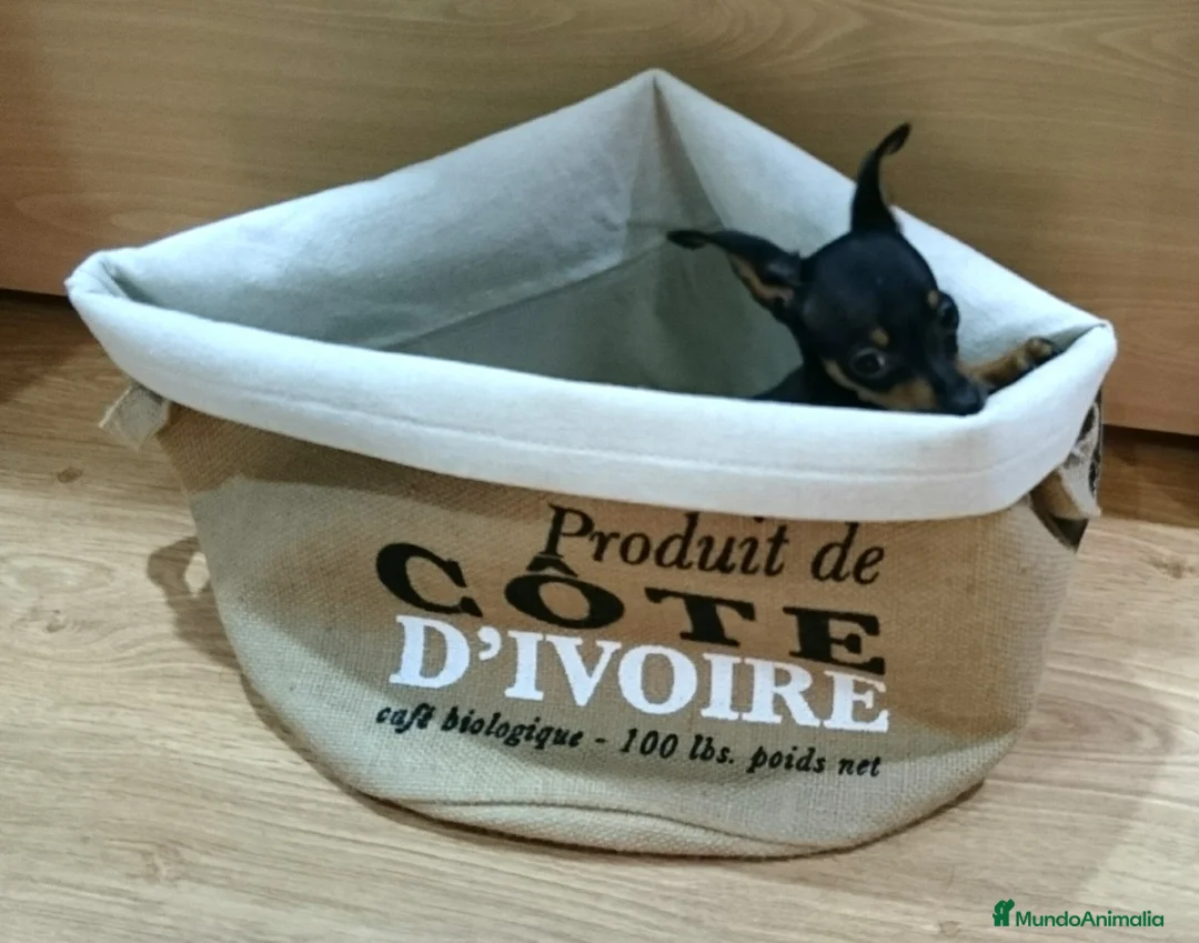 Ratón de Praga perros en venta: Ratón de Praga supermini en Barcelona - Anuncio 4