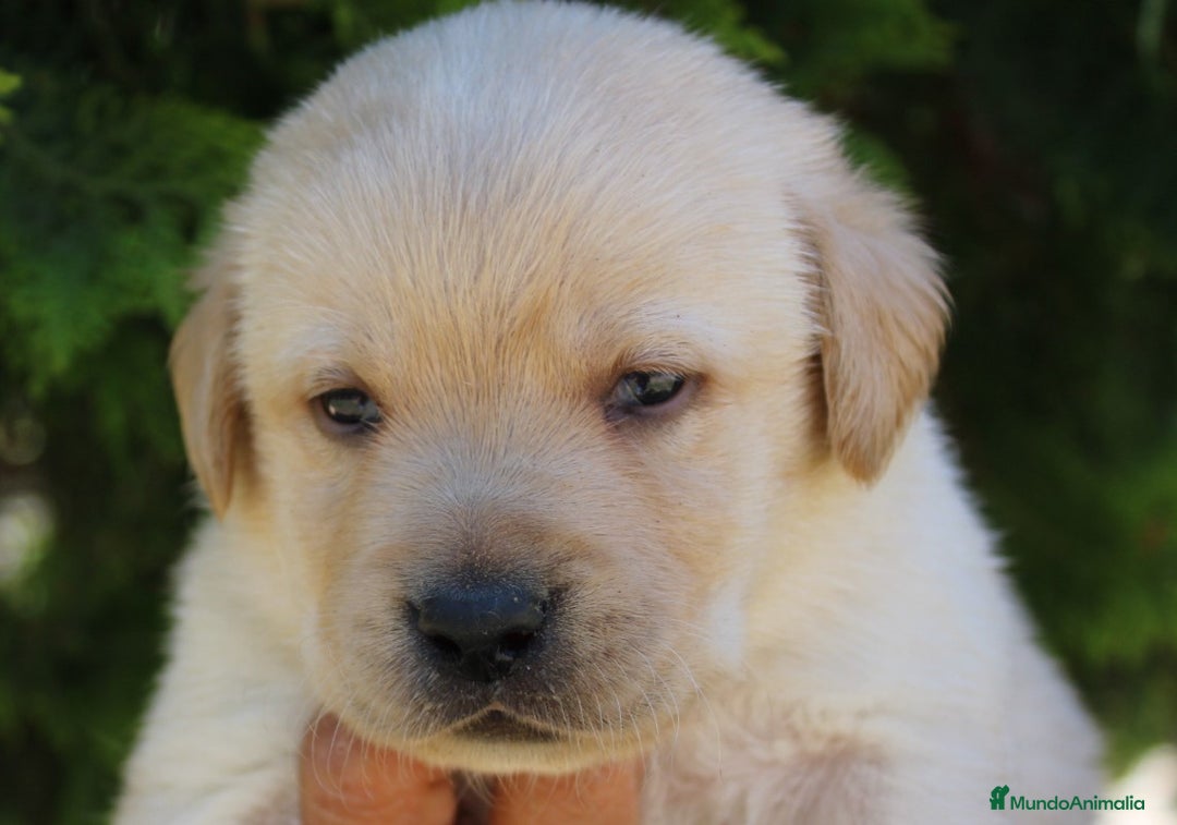 Labrador Retriever perros en venta: Cadells de LABRADOR RETRIEVER - Anuncio 3