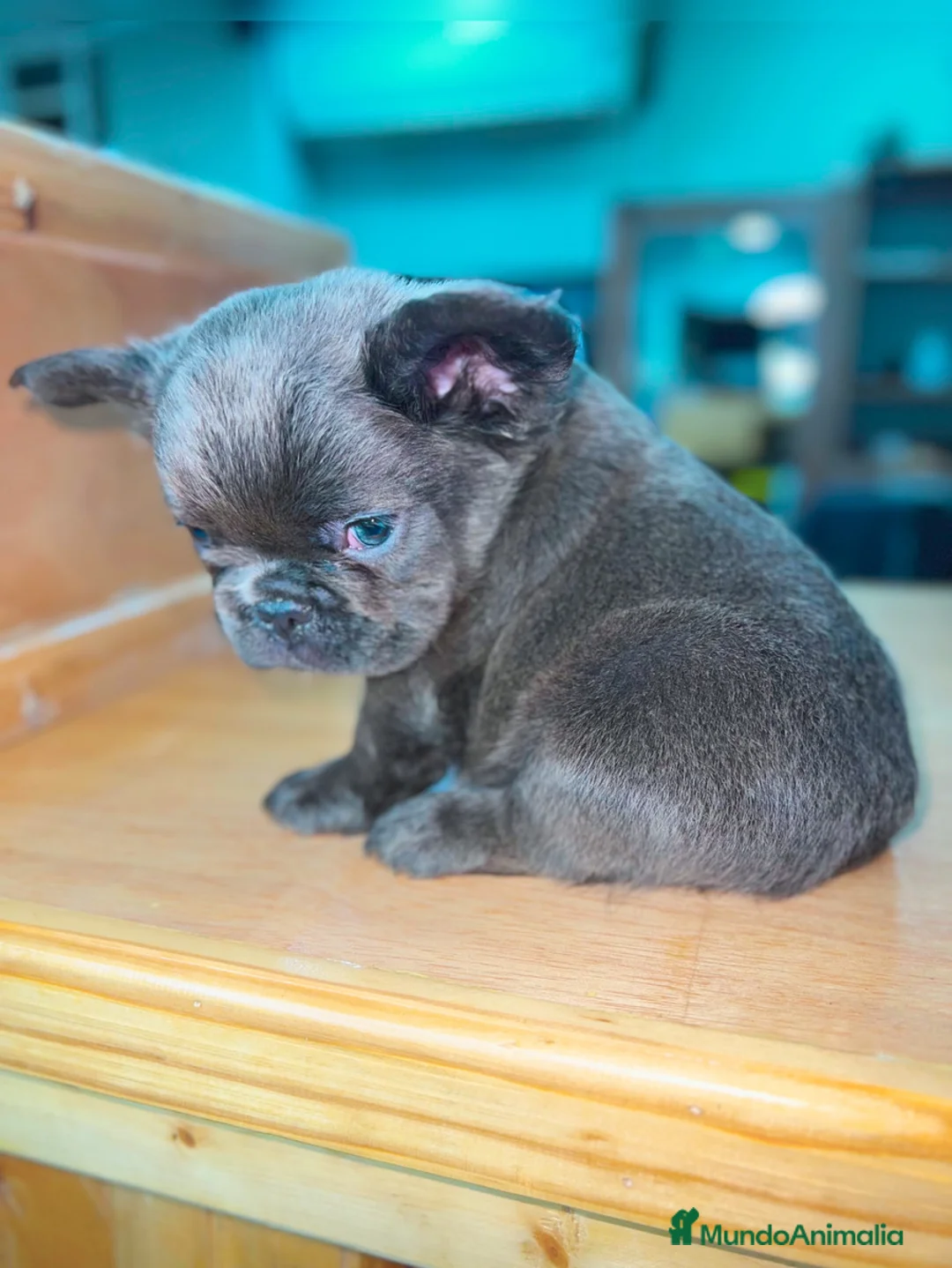 Bulldog Francés perros en venta: Bulldog francés puppy exoticos  - Anuncio 10