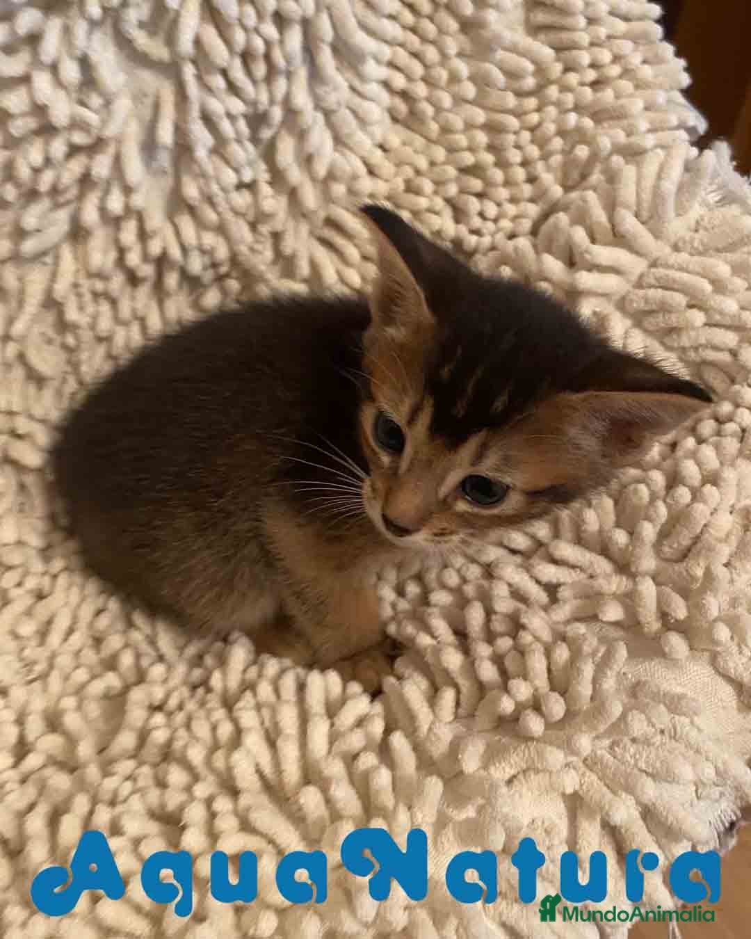Abisinio gatos  Abisinio Macho de Santa 1834 - AQUANATURA en Barcelona - Anuncio 2