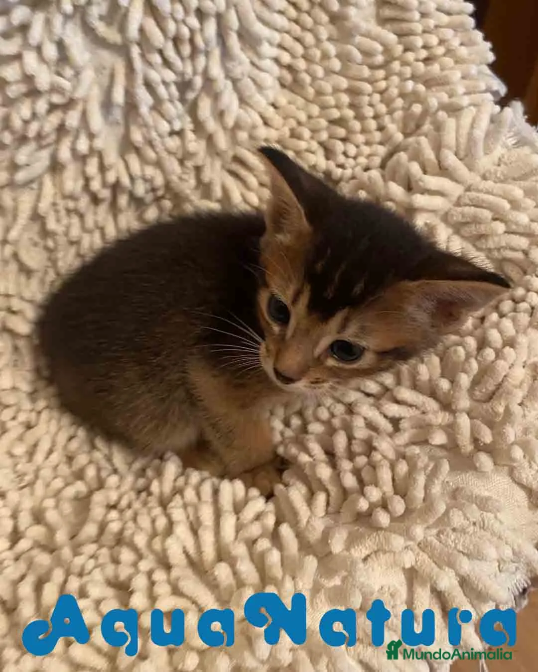 Abisinio gatos en venta:  Abisinio Macho de Santa 1834 - AQUANATURA en Barcelona - Anuncio 2