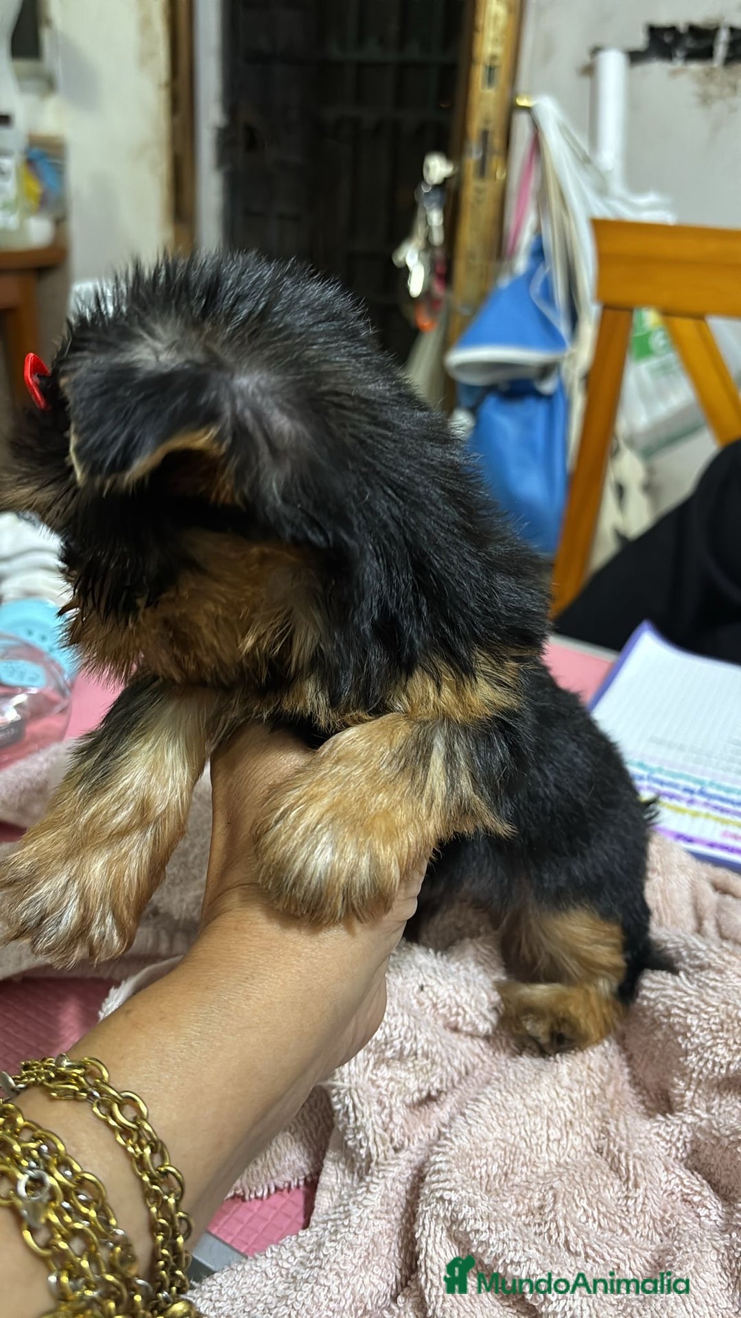 Yorkshire Terrier perros en venta: Yorkshire toy  - Anuncio 5