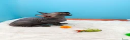 Sphynx gatos en venta: Gatitos Egipcios  - Anuncio 7