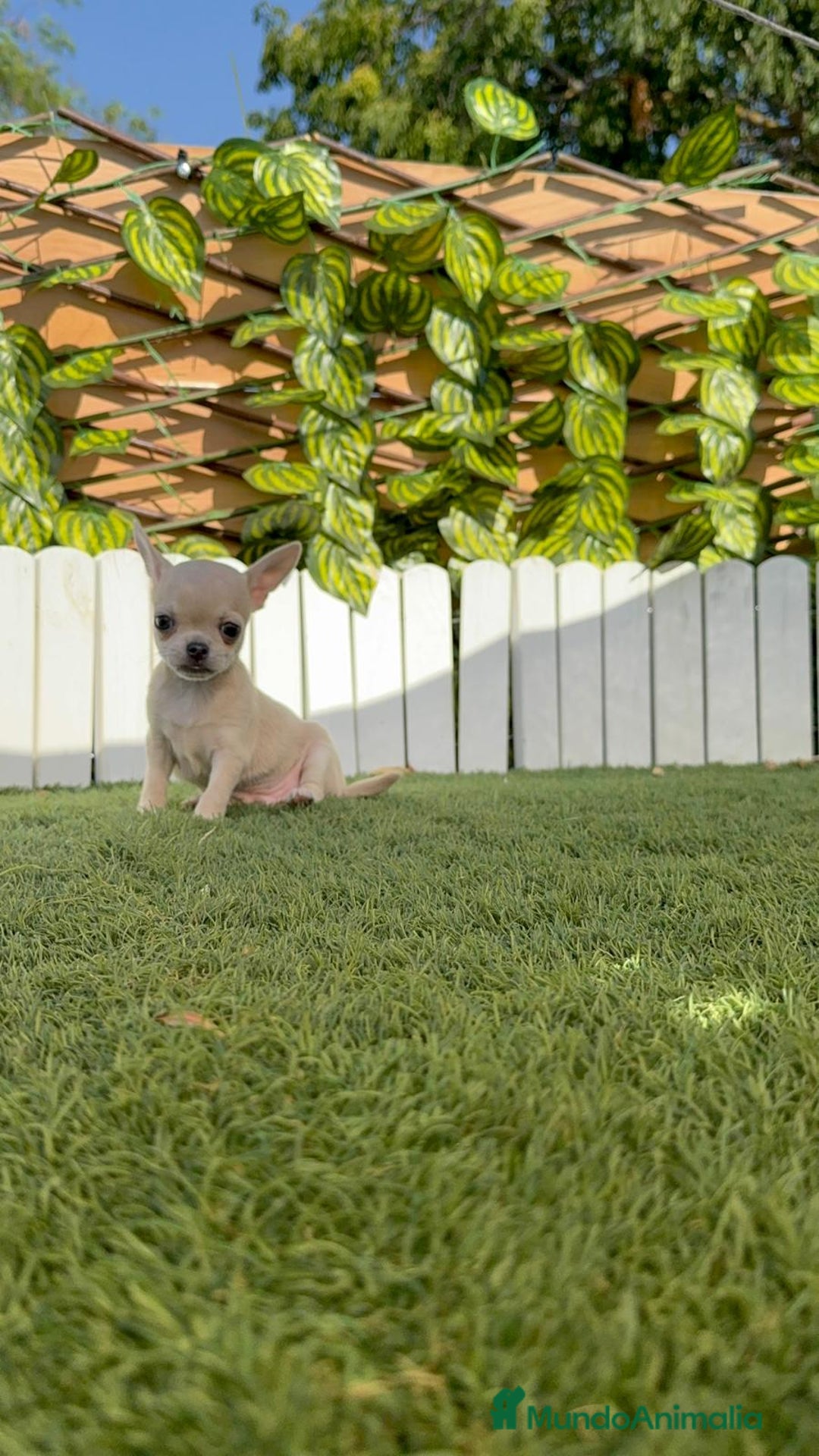Chihuahua perros en venta: CHIHUAHUA MACHO - Imagen 15