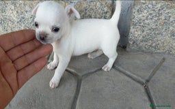 Chihuahua perros en venta: Chihuahuas cabeza de manzana 🍏 - Imagen 3