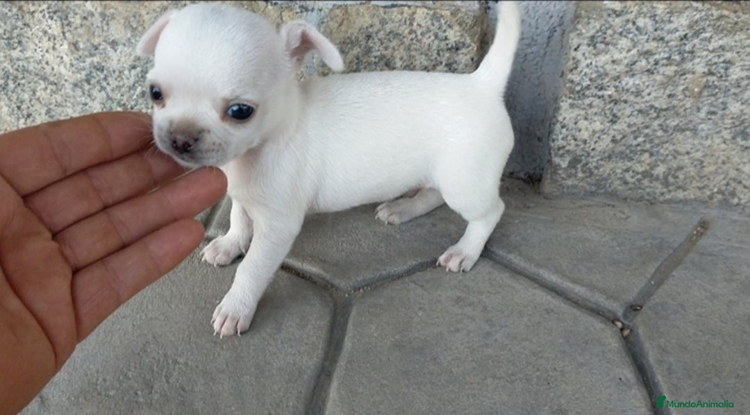 Chihuahua perros en venta: Chihuahuas cabeza de manzana 🍏 - Imagen 3