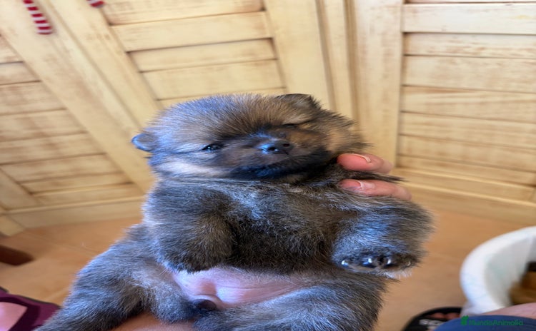 Pomerania perros - Anuncio 12