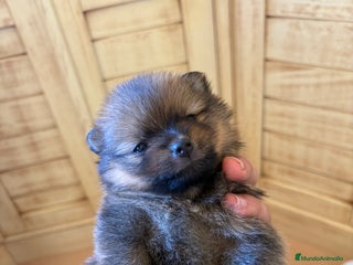 Pomerania perros - Anuncio 29