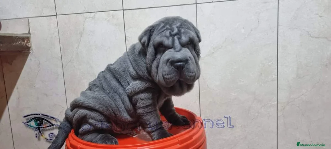 Shar Pei perros en venta: ‼️‼️Preciosa camada de minipeis - Anuncio 3