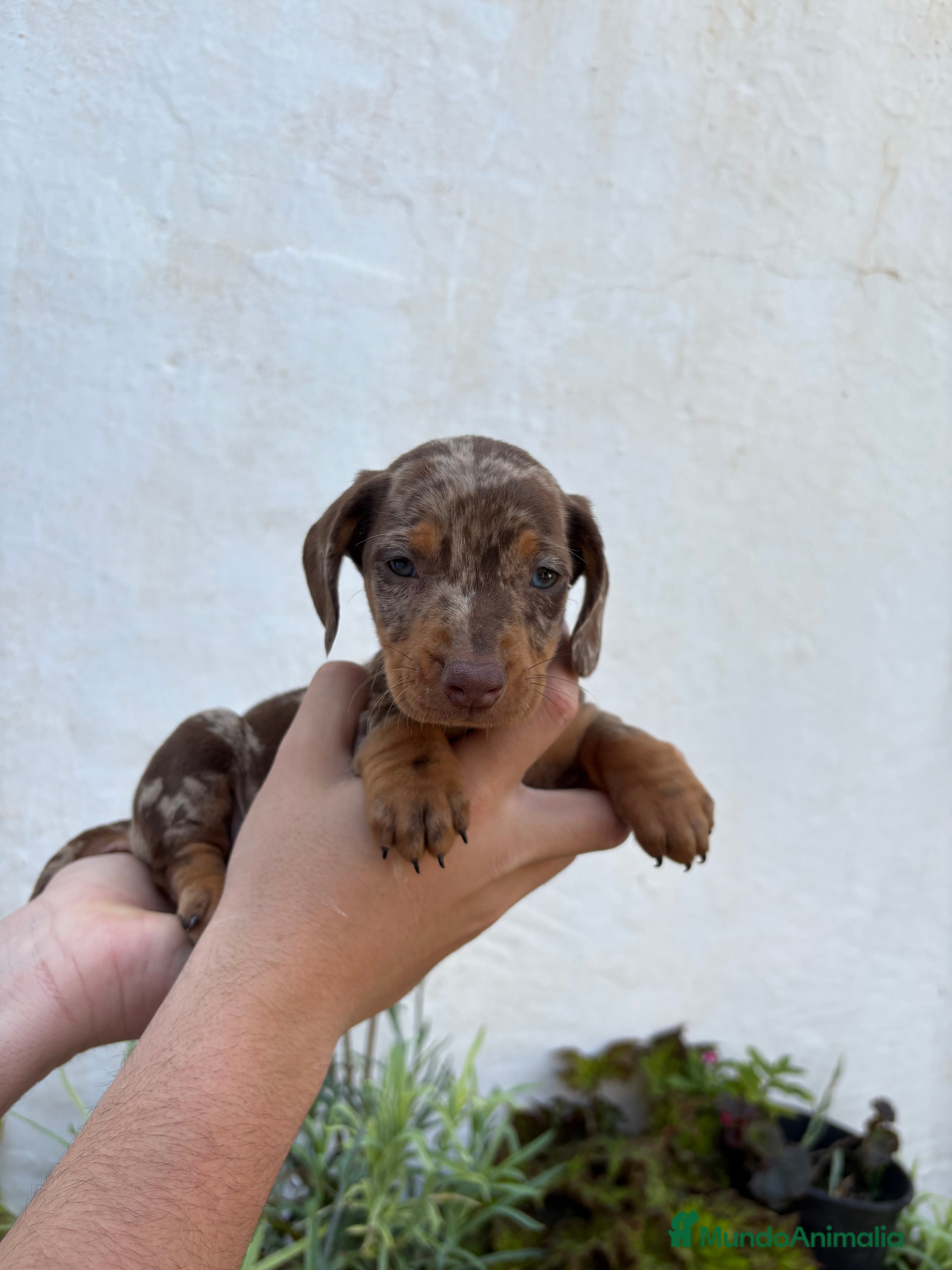 Teckel perros Teckel miniatura y kaninchen  - Anuncio 5