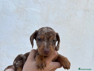 Teckel perros Teckel miniatura y kaninchen - Anuncio 5