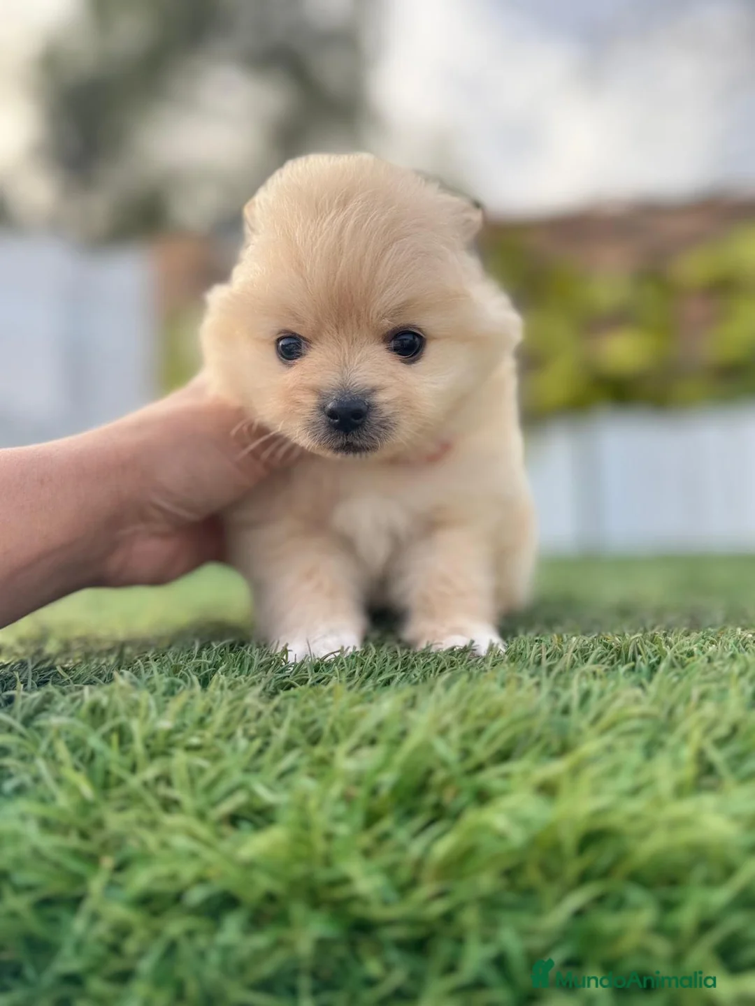 Pomerania perros en venta: POMERANIA HEMBRA - Anuncio 1