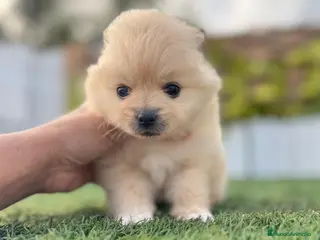 Pomerania perros POMERANIA HEMBRA - Anuncio 7