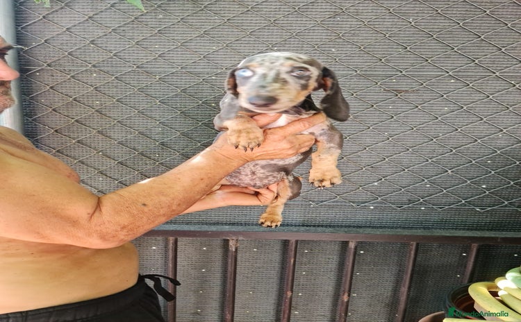Teckel Miniatura perros - Anuncio 6