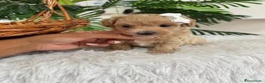 Maltipoo 1