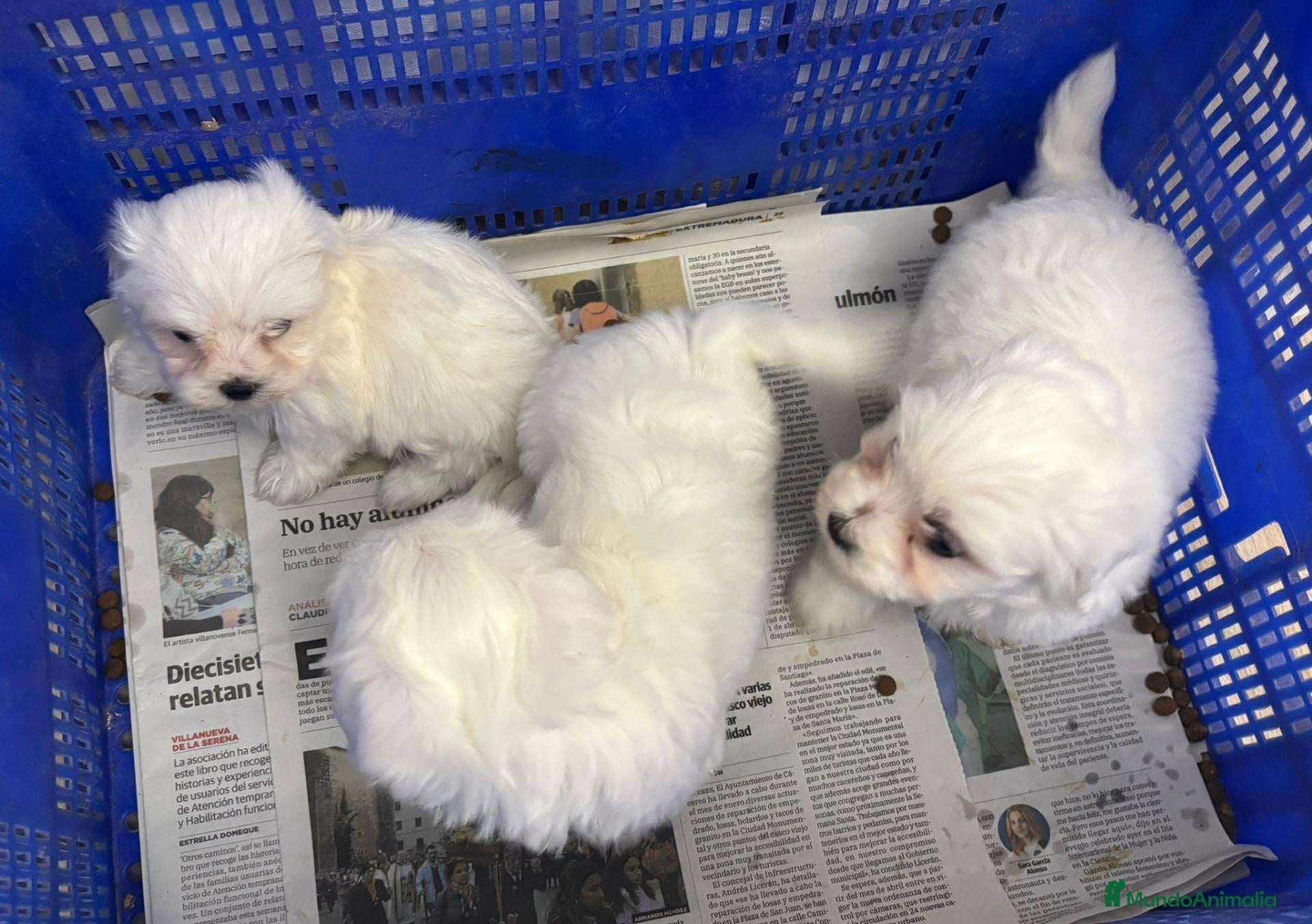 Bichón Maltés perros BICHON MALTES TOY, HEMBRA EXCLUSIVA  - Anuncio 1