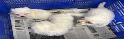 Bichón Maltés perros en venta: BICHON MALTES TOY, HEMBRA EXCLUSIVA  en Cáceres - Anuncio 1