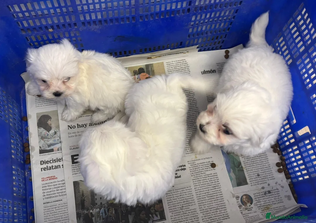 Bichón Maltés perros en venta: BICHON MALTES TOY, HEMBRA EXCLUSIVA  en Cáceres - Anuncio 1