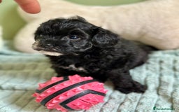 Maltipoo perros en venta: MLTIPOO HEMBRA TOY NEGRA - Imagen 2