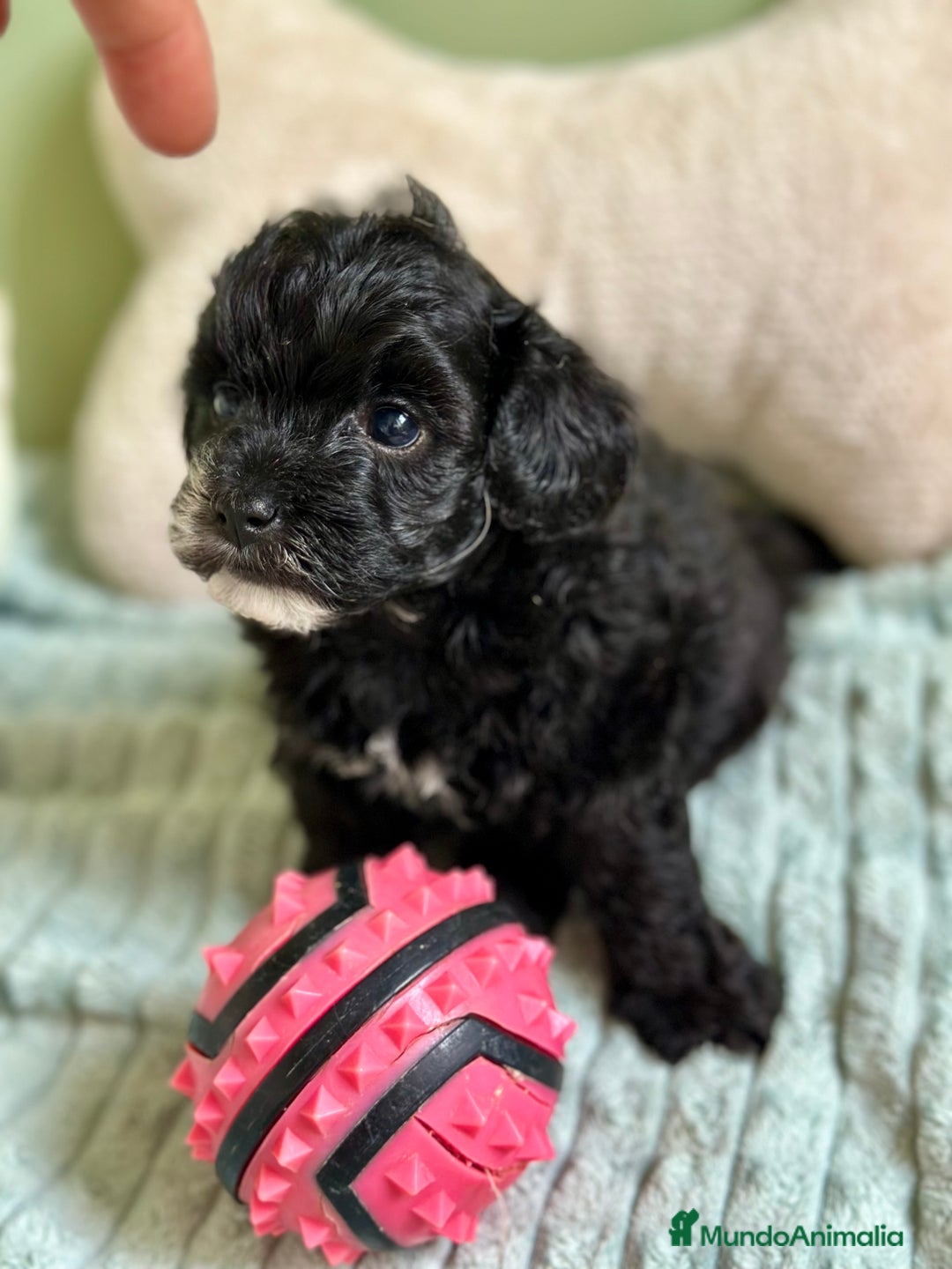 Maltipoo perros en venta: MLTIPOO HEMBRA TOY NEGRA - Imagen 2