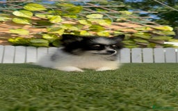 Pomerania perros en venta: POMERANIA HEMBRA - Imagen 2