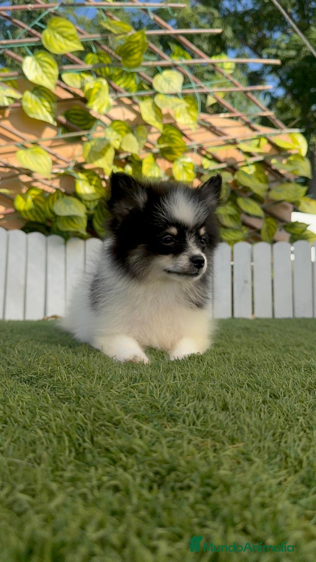 Pomerania perros en venta: POMERANIA HEMBRA - Imagen 2