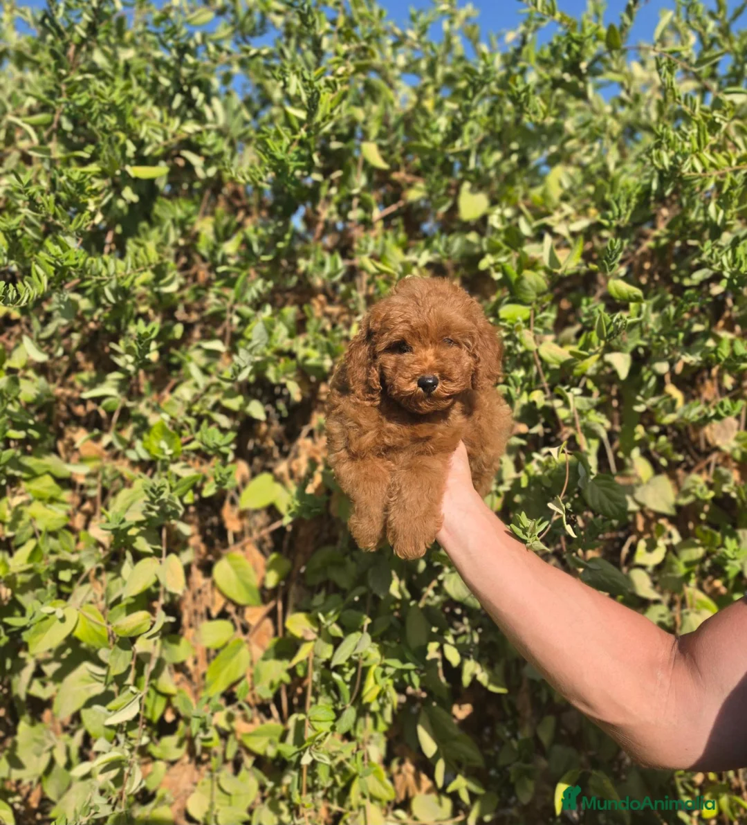 Caniche Toy perros en venta: CANICHE TOY - Anuncio 1