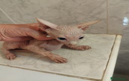Británico de Pelo Corto gatos en venta: Sphynx calidad y selección  - Imagen 1