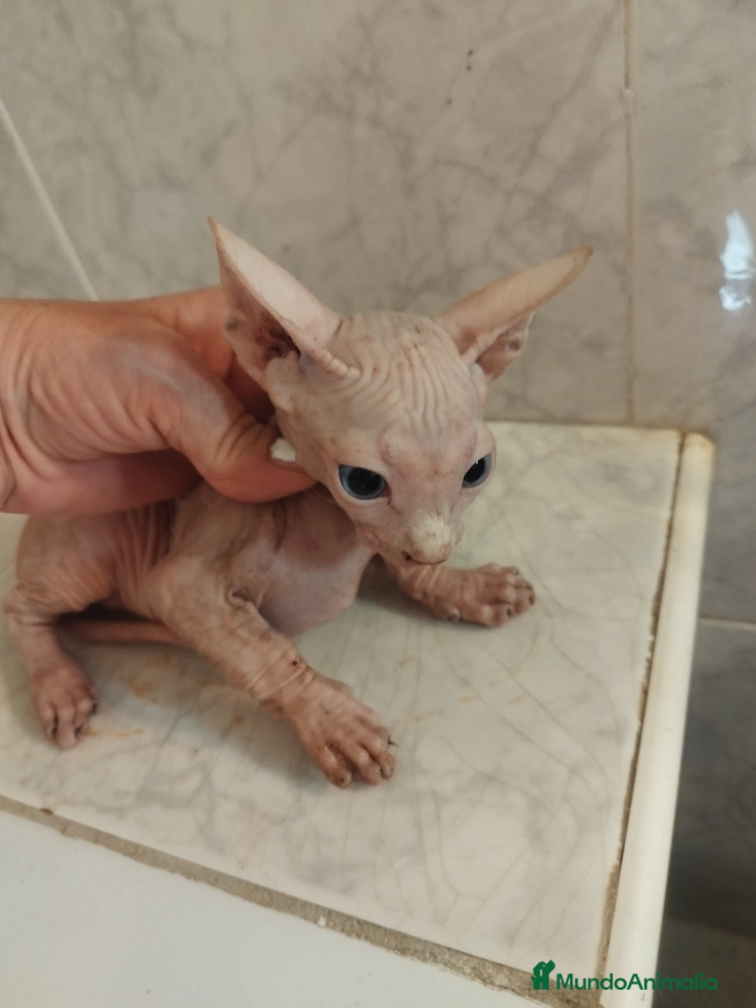 Británico de Pelo Corto gatos en venta: Sphynx calidad y selección  - Imagen 1