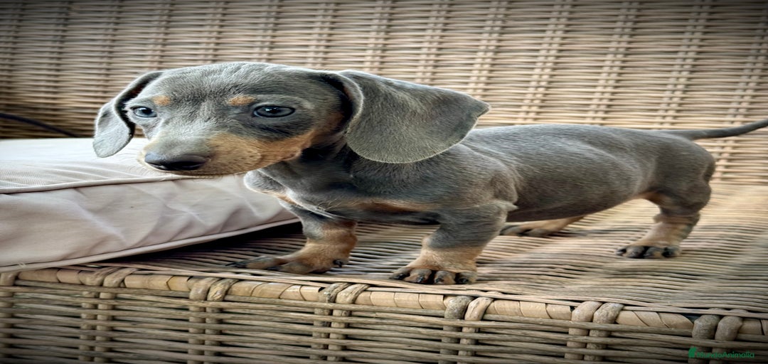 Imagen de galería {{count}}