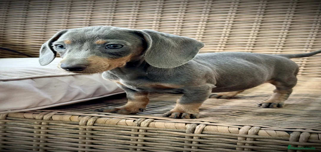 Imagen de galería {{count}}