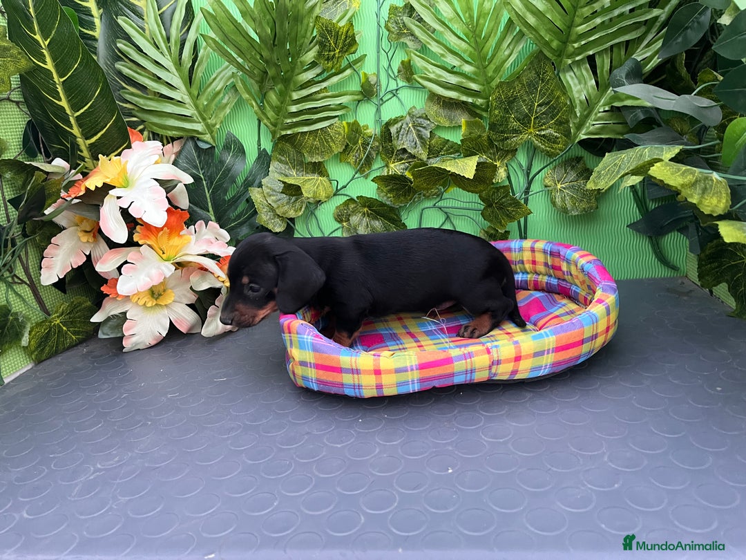 Teckel Miniatura perros en venta: Cachorros de teckel - Imagen 4