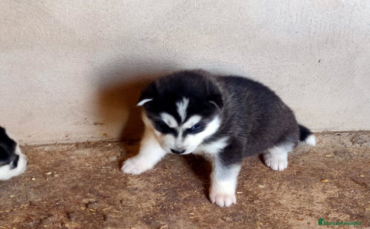 Husky Siberiano perros - Anuncio 2