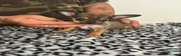 Chihuahua perros en venta: CHIHUAHUA MACHO  - Anuncio 2