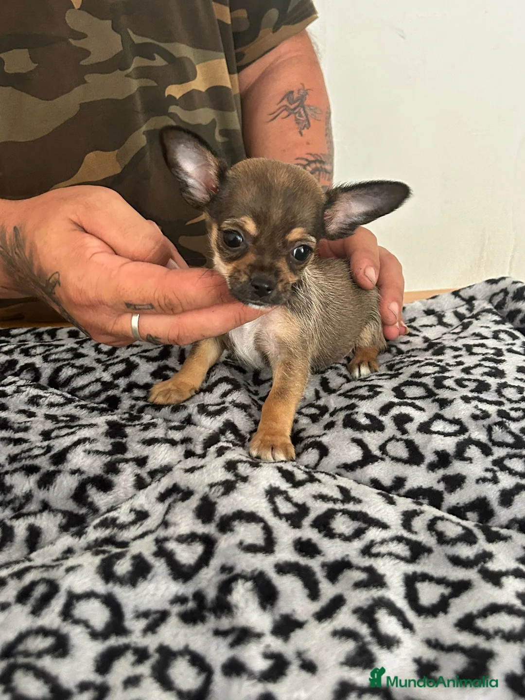 Chihuahua perros en venta: CHIHUAHUA MACHO  - Anuncio 2
