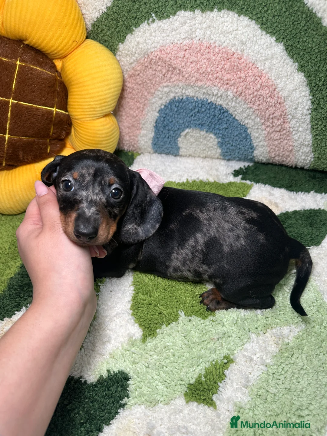 Teckel Miniatura perros en venta: Teckel Kaninchen Arlequin Hembra - Anuncio 2