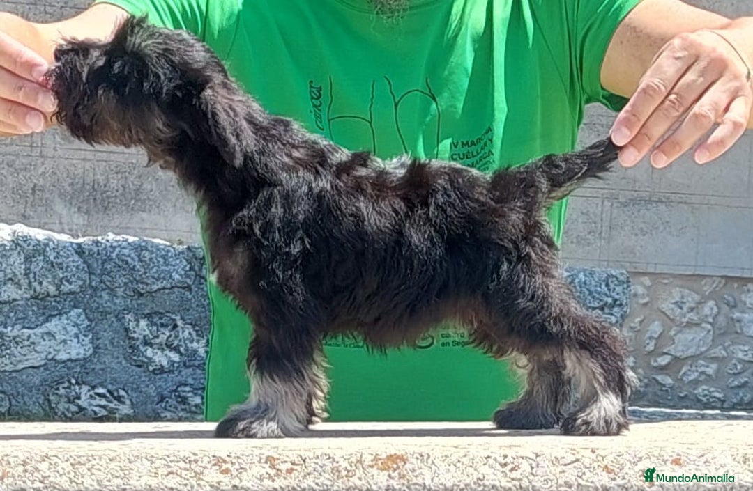 Schnauzer Miniatura perros en venta: Espectacular camada lista para entregar - Imagen 5