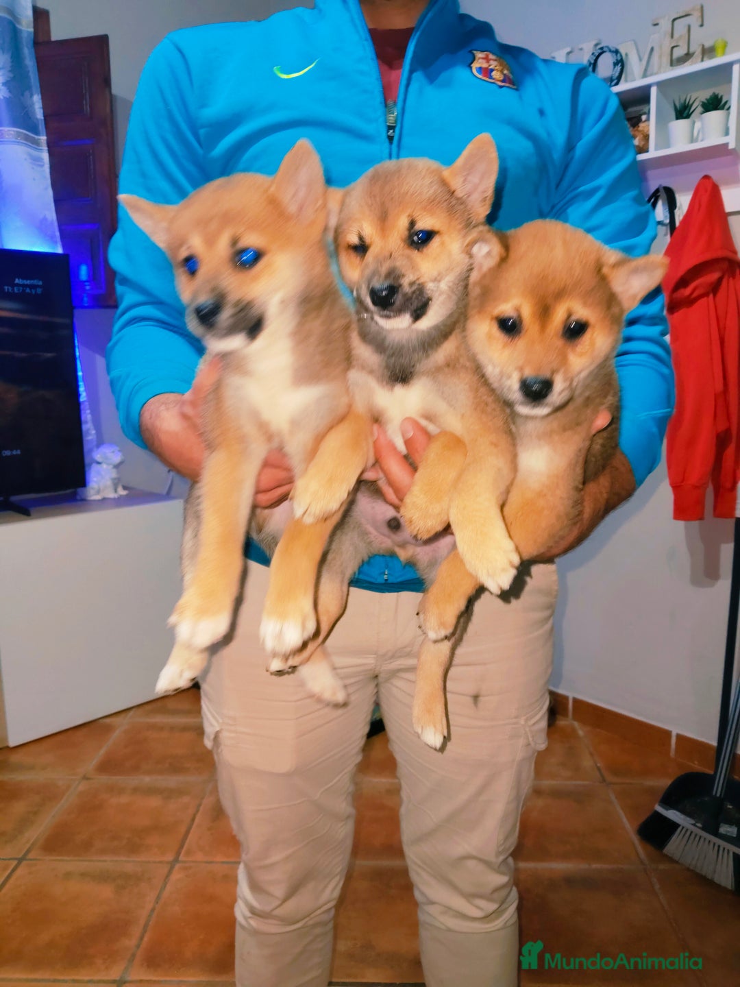 Shiba Inu perros en venta: Shiba Inu preciosos bebes  - Anuncio 1