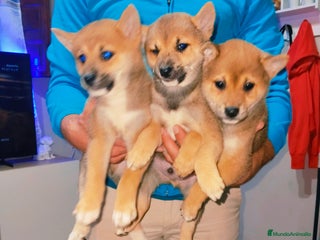 Shiba Inu perros Shiba Inu preciosos bebes - Anuncio 1