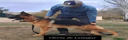 Pastor Alemán perros en venta: disponibles cachorros de pastor aleman negro fuego - Anuncio 3