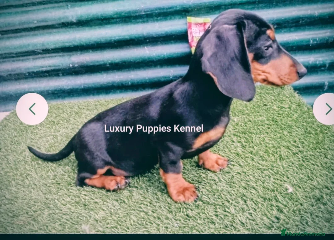 Teckel Miniatura perros en venta: Teckel kaninchen  - Anuncio 2