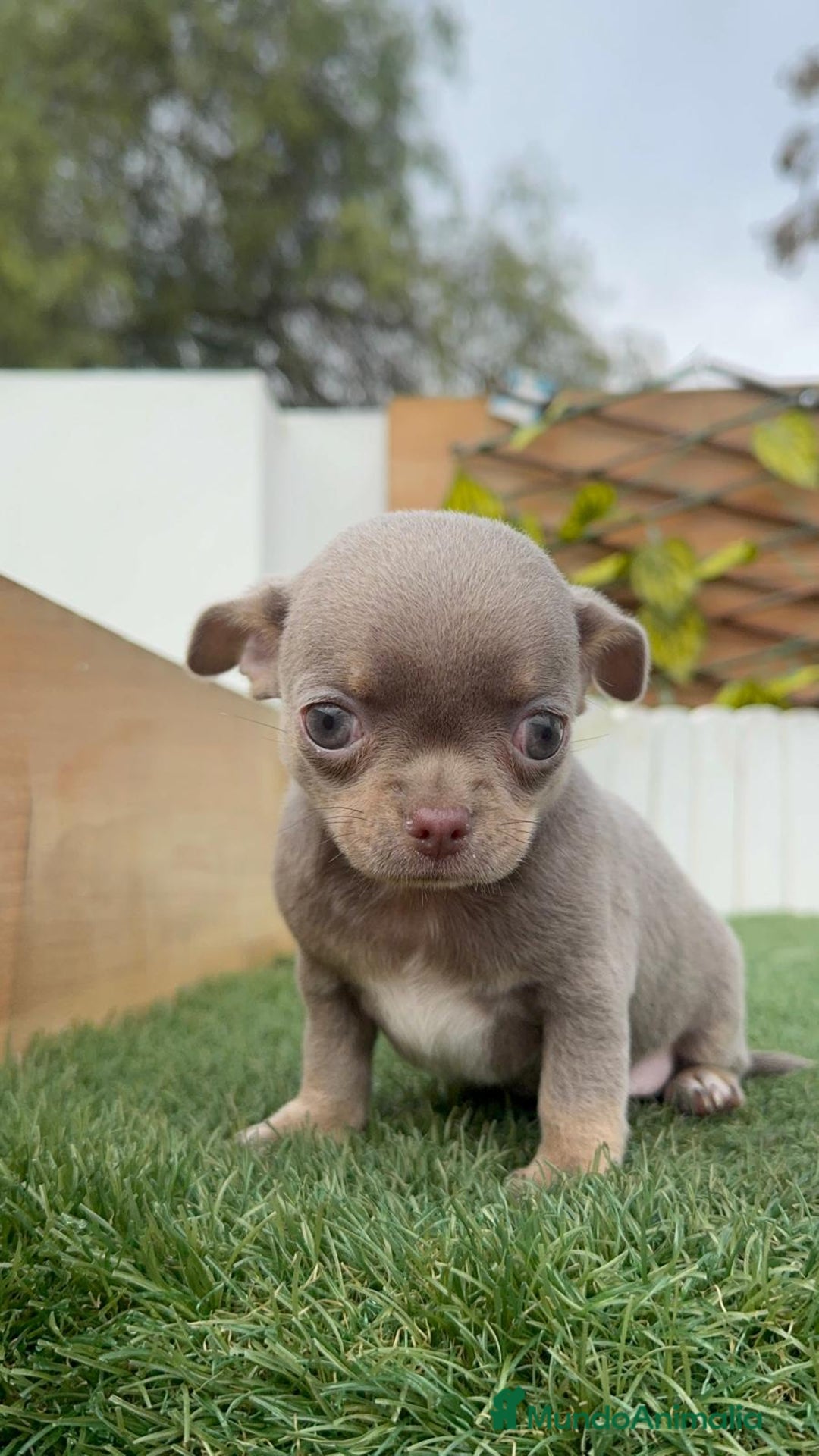 Chihuahua perros en venta: CHIHUAHUA MACHO LILAC AND TAN - Anuncio 13