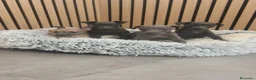 Pequeño Lebrel Italiano perros en venta: Pequeño Lebrel Italiano disponibles para octubre  - Anuncio 9