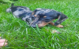 Teckel Miniatura perros en venta: Teckel de pelo corto  - Imagen 5