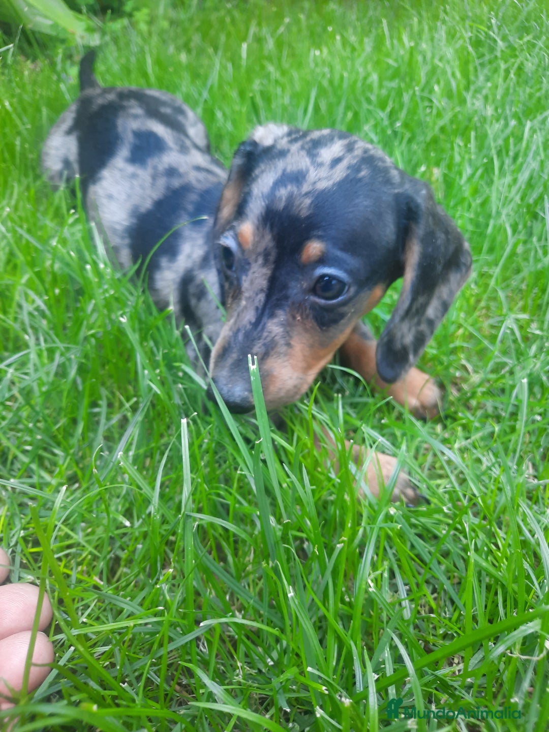 Teckel Miniatura perros en venta: Teckel de pelo corto  - Imagen 5